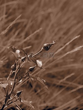 植物,芽,春