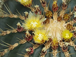 仙人掌,鮮花,熱帶植物