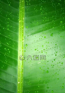葉,綠色,水