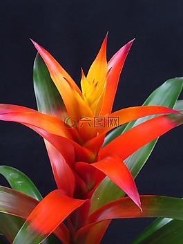 擎天凤梨,花,开花
