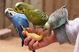鸚鵡,鳥,動(dòng)物