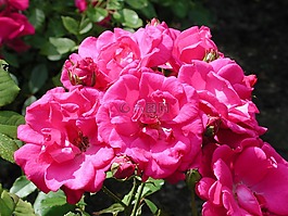 玫瑰,玫瑰布什,鮮花