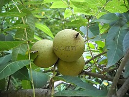 核桃,樹,葉子