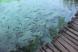 魚,湖,水