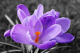 自然,花,植物區(qū)系