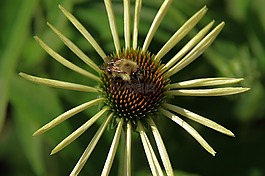 自然,植物區(qū)系,花