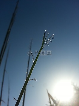 一滴水,蘆葦,珍珠