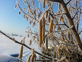 榛子,冬天,成熟
