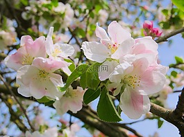 開花,春天,性質(zhì)