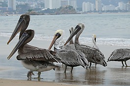 阿卡普爾科,海洋,墨西哥