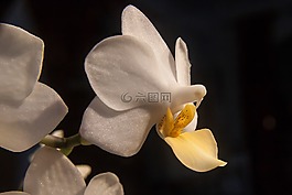 花,蘭花,白