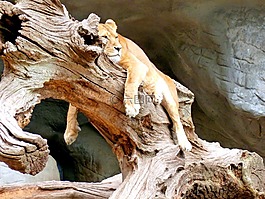 獅子,母獅,貓