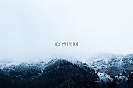 雪,冬天,樹