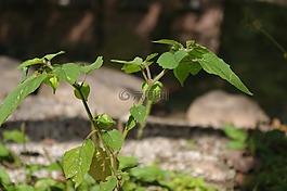 苦菇娘,灯笼果,锦灯笼