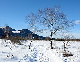 冬天,雪,樹