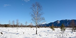 冬天,雪,樹