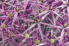 星光 - 勞克,大cristophii,花園球勞克