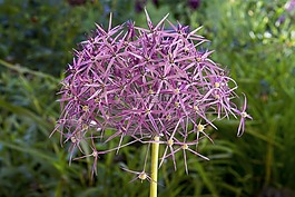 星光 - 勞克,大cristophii,花園球勞克