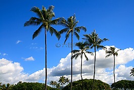 棕櫚樹,夏威夷,公園