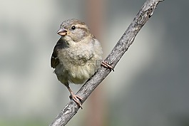 鳥,野生動物,自然