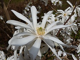 春天,開花,白