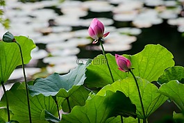 水百合,禪宗,花園