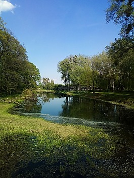 自然,公園,樹
