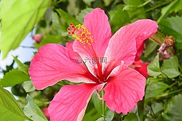 槿,花,熱帶