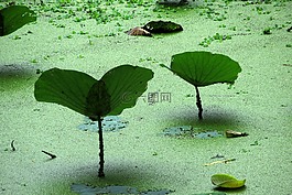 水生植物,池塘,綠色