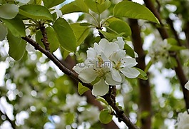 開花,蘋果花,蘋果樹