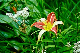 百合,花,植物