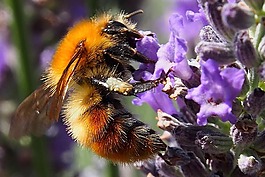 昆蟲,蜜蜂,開(kāi)花
