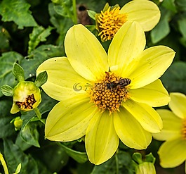 花,開花,宏