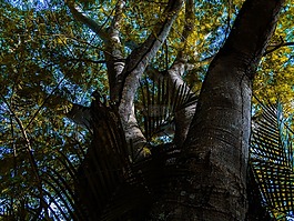 樹(shù),植物,黃色