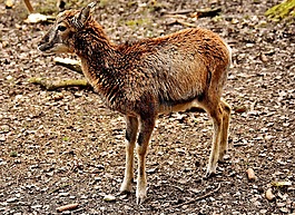 野生,獐鹿,wildpark 地點(diǎn)