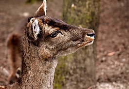 野生,獐鹿,wildpark 地點