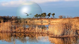 景觀,湖,樹木