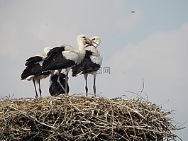 鸛,鳥,青年