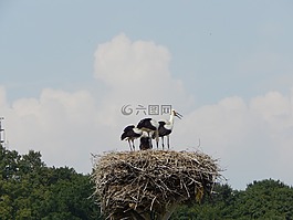 鸛,鳥,青年