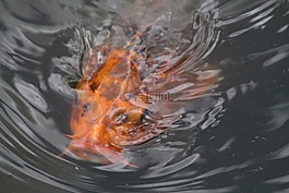 魚,錦鯉,鯉魚