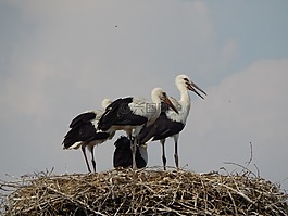 鸛,鳥,青年
