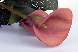 馬蹄蓮,花,開花