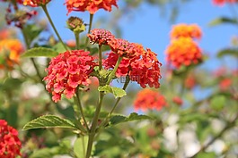 鮮花,天空,橙色