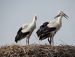 鸛,鳥,青年
