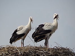 鸛,鳥,青年