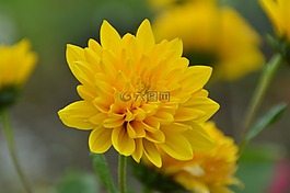 花,開花,黃色