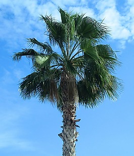 棕櫚樹,性質(zhì),天空
