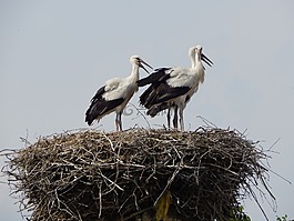 鸛,鳥,青年