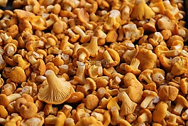 chanterelles,eierschwammerl,蘑菇