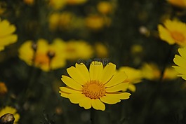 鮮花,黃色,自然